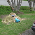 IMG 1029
